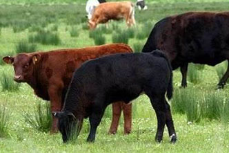SWLA Beef Newsjpg